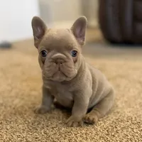 ATA isabella male carrying fluffy , a male French Bulldog for sale in Piedmont, OK – 1 of 4