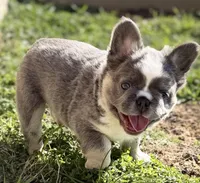 ATAT Husky Lilac female carrying testable , a female French Bulldog for sale in Piedmont, OK – Photo 5 of 6