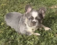 ATAT Husky Lilac female carrying testable , a female French Bulldog for sale in Piedmont, OK – Photo 6 of 6