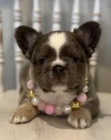 ATAT Husky Lilac female carrying testable , a female French Bulldog for sale in Piedmont, OK – Photo 4 of 6