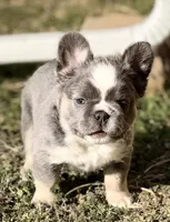 ATAT Husky Lilac female carrying testable , a female French Bulldog for sale in Piedmont, OK – Photo 3 of 6