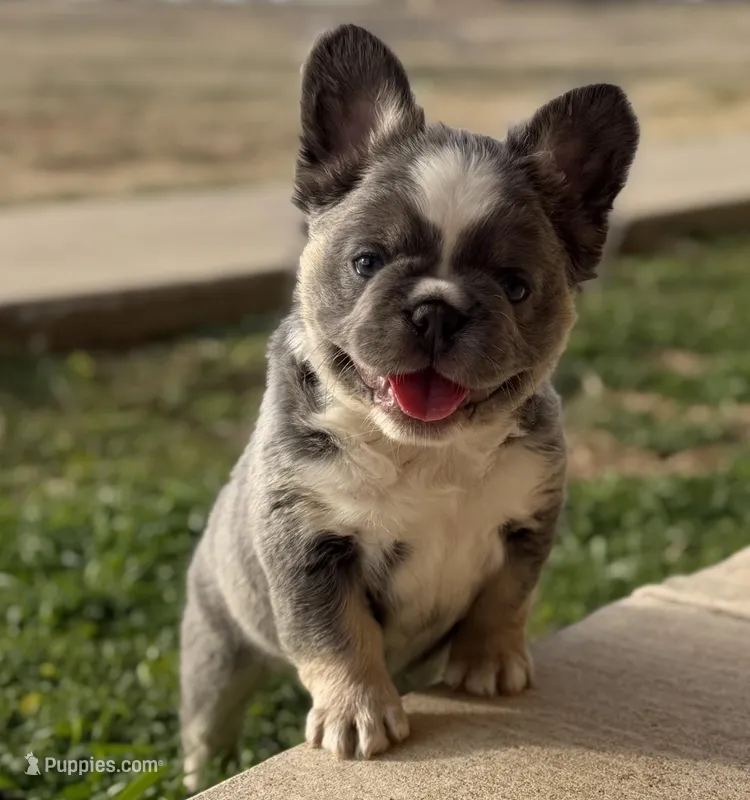 ATAT Husky Lilac female carrying testable , a female French Bulldog for sale in Piedmont, OK – Photo 1 of 6