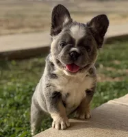 ATAT Husky Lilac female carrying testable , a female French Bulldog for sale in Piedmont, OK – Photo 1 of 6