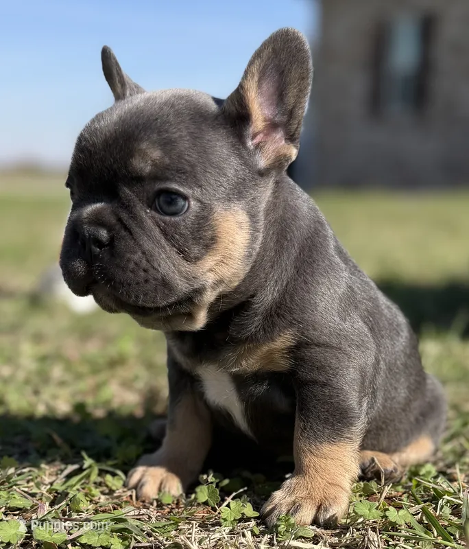 Blue and tan (Carries fluffy and testable) 6 panel health clear  – French Bulldog puppy for sale in Piedmont, OK