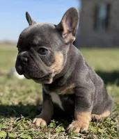 Blue and tan (Carries fluffy and testable) 6 panel health clear , a female French Bulldog for sale in Piedmont, OK – 1 of 9
