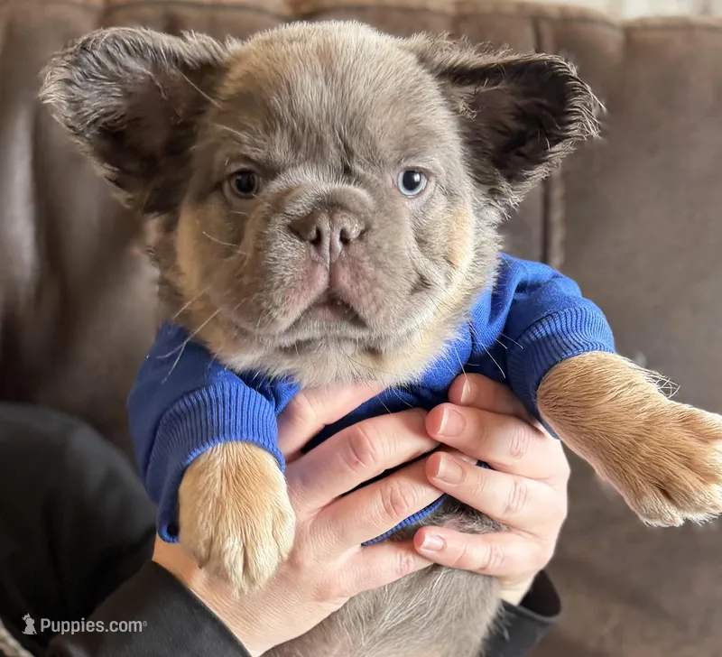 Max , a male French Bulldog for sale in Piedmont, OK – Photo 1 of 3