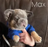 Max , a male French Bulldog for sale in Piedmont, OK – Photo 2 of 3