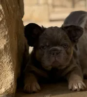 Max , a male French Bulldog for sale in Piedmont, OK – Photo 3 of 3