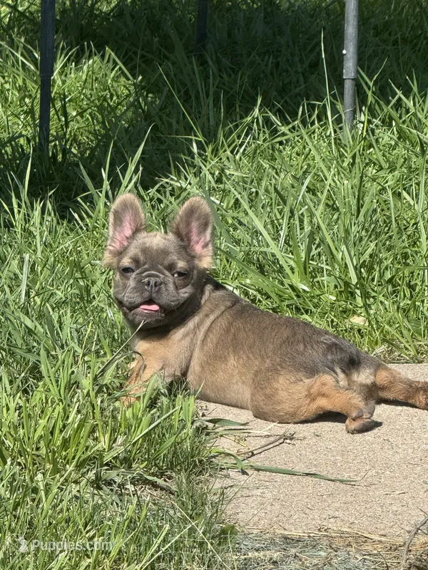 Sadie - fluffy pet - 7 pounds at 5 months  – French Bulldog puppy for sale in Piedmont, OK