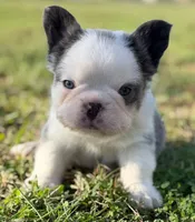 Atat Lilac husky fluffy male with testable - 6 panel clear , a male French Bulldog for sale in Piedmont, OK – 1 of 5