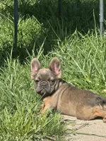 Sadie - fluffy pet - 7 pounds at 5 months , a female French Bulldog for sale in Piedmont, OK – 2 of 3