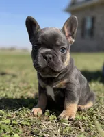 Blue and tan (Carries fluffy and testable) 6 panel health clear , a female French Bulldog for sale in Piedmont, OK – 4 of 9
