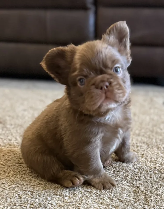 Rojo fluffy male  – French Bulldog puppy for sale in Piedmont, OK