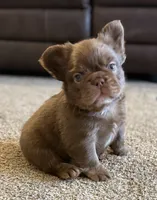 Rojo fluffy male , a male French Bulldog for sale in Piedmont, OK – 1 of 4
