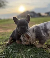Blue and tan (Carries fluffy and testable) 6 panel health clear , a female French Bulldog for sale in Piedmont, OK – 6 of 9