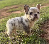 ATAT Lilac merle fluffy + testable 6 panel health clear , a female French Bulldog for sale in Piedmont, OK – 3 of 6