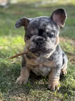 Blue merle with cherry tan points! 6 panel clear., a female French Bulldog for sale in Piedmont, OK – 4 of 4