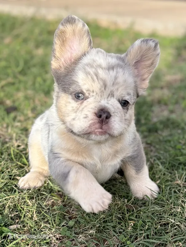 ATAT Lilac merle fluffy + testable 6 panel health clear  – French Bulldog puppy for sale in Piedmont, OK