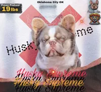 ATA Isabella male carrying pink , a male French Bulldog for sale in Piedmont, OK – 2 of 4