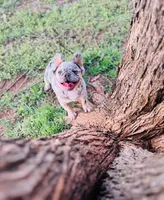 ATAT Lilac merle fluffy + testable 6 panel health clear , a female French Bulldog for sale in Piedmont, OK – 6 of 6