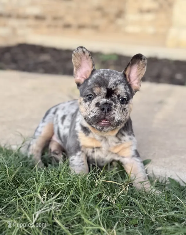 Blue merle with cherry tan points! 6 panel clear. – French Bulldog puppy for sale in Piedmont, OK