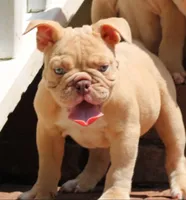 Champagne , a female English Bulldog for sale in Colbert, GA – 4 of 7