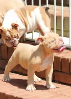 Champagne , a female English Bulldog for sale in Colbert, GA – 7 of 7