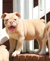Mac, a male English Bulldog for sale in Colbert, GA – 4 of 4