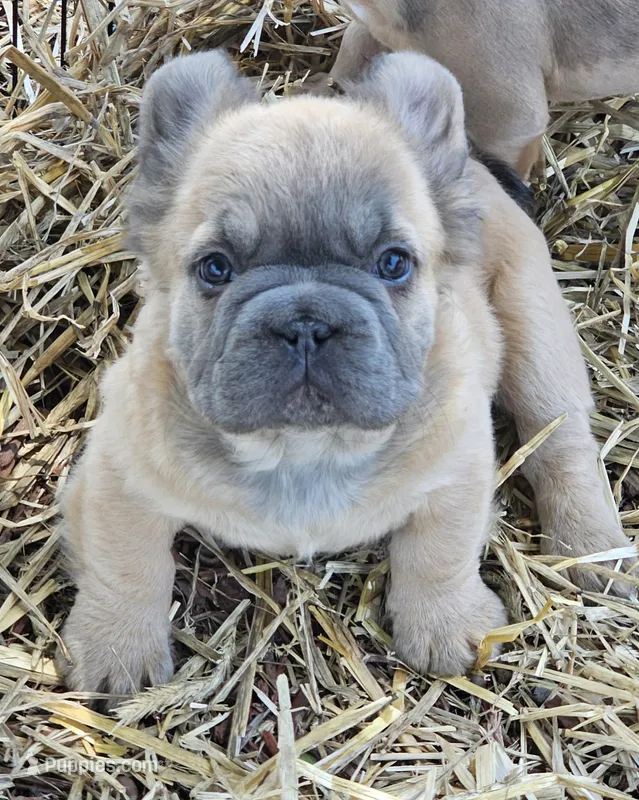 Chewy – French Bulldog puppy for sale in Colbert, GA