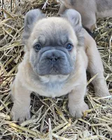 Chewy, a male French Bulldog for sale in Colbert, GA – 1 of 5
