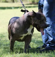 Reaper, a male American Bully for sale in Colbert, GA – 2 of 7