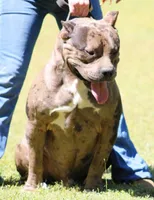 Reaper, a male American Bully for sale in Colbert, GA – 7 of 7