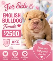 Champagne , a female English Bulldog for sale in Colbert, GA – 1 of 1