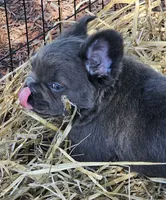 Bluey, a male French Bulldog for sale in Colbert, GA – 3 of 6