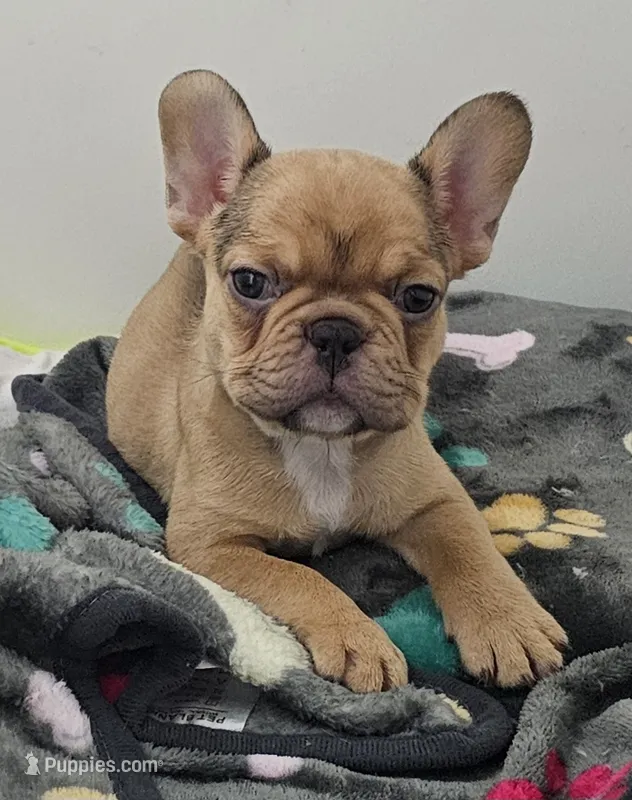 Ruby – French Bulldog puppy for sale in Colbert, GA