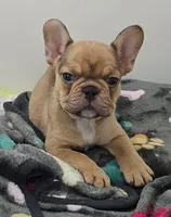 Ruby, a female French Bulldog for sale in Colbert, GA – 1 of 6