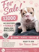 Honey, a female English Bulldog for sale in Colbert, GA – 1 of 1
