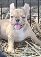 Ruby, a female French Bulldog for sale in Colbert, GA – 4 of 6