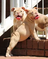 Champagne , a female English Bulldog for sale in Colbert, GA – 3 of 7