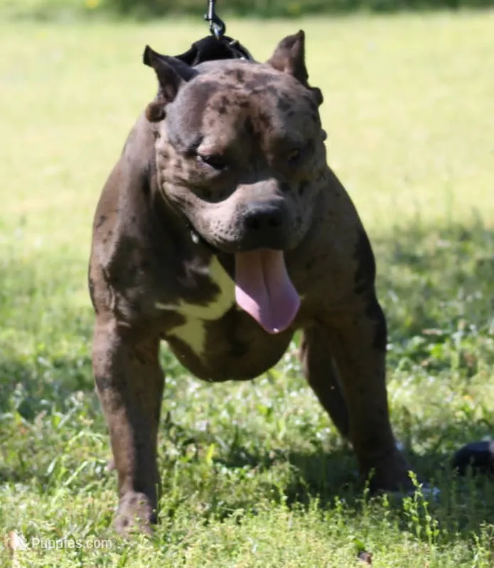Reaper – American Bully puppy for sale in Colbert, GA