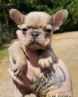 Mini, a female French Bulldog for sale in Colbert, GA – 2 of 5