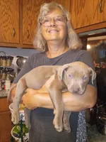 Bully 2, a male American Bully for sale in Colbert, GA – 2 of 2