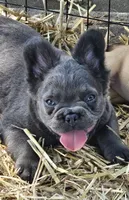 Bluey, a male French Bulldog for sale in Colbert, GA – 5 of 6