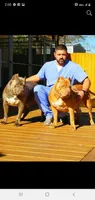 Bully, a male American Bully for sale in Colbert, GA – 2 of 2