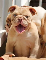 Mac, a male English Bulldog for sale in Colbert, GA – 3 of 4