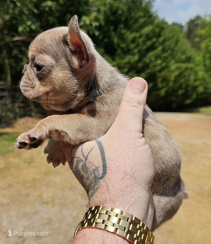 Mini – French Bulldog puppy for sale in Colbert, GA