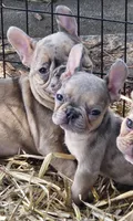Mini, a female French Bulldog for sale in Colbert, GA – 3 of 5