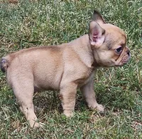 Ruby, a female French Bulldog for sale in Colbert, GA – 5 of 6
