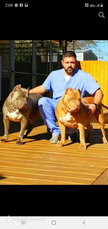 Bully 2 – American Bully puppy for sale in Colbert, GA