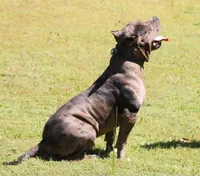 Reaper, a male American Bully for sale in Colbert, GA – 3 of 7
